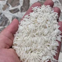 فروش برنج هاشمی درجه یک گیلان با ضمانت