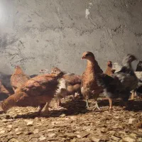 جوجه محلی ‌مرغ‌خروس