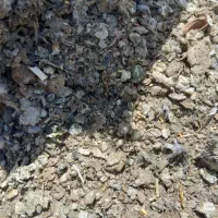 کودکبوتر