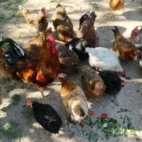 مرغ سالم تخم گذار