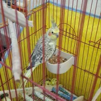 عروس هلندی ماده