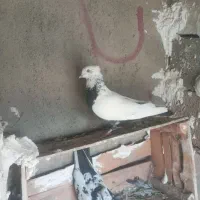 کفتر های سالم سرحال