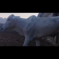 گوساله فروشی