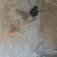 کله سیاه کاکلی
