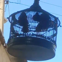 قفس