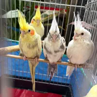 طوطی هلندی