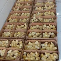 جوجه گوشتی راس308