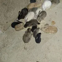 خرگوش