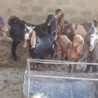 فروش بز پاکستانی چند قلوزا