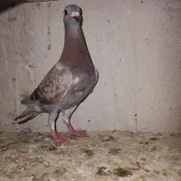 کبوترشهرستانی کفتر