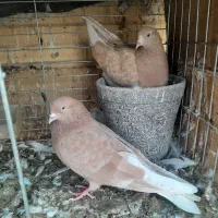 نروماده زرد پرشی