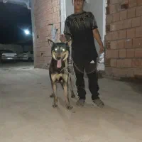 سگ گرگی
