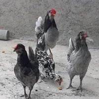 مرغ گلین  طوسی