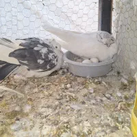 کبوتر سوسکی و سفید شیر به شرط پرش