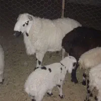 قیمت دونت ۶۵