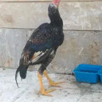 لاری|حیوانات مزرعه|شیراز, دشت چنار|دیوار