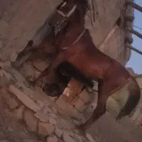 اسب
