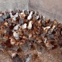 پخش جوجه مرغ وخروس محلی اصیل وگلپایگان وگردن لخت