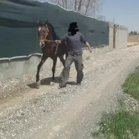 اسب