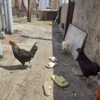 مرغ وخروس گلین
