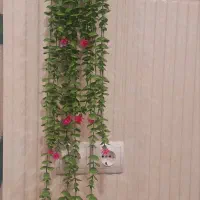 گل آویز شمشاد