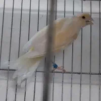 سهره قناری دون میکس بالانس دانه مخلوط هفت تخم