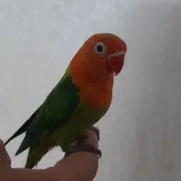 کوتوله برزیلی فیشر ، دستی و چلوندنی