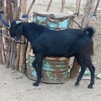 گوسفند نری