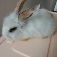 خرگوش