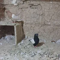 کبوتر
