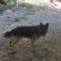 سگ ژرمن