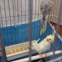 عروس هلندی مولد با تمام وسایل