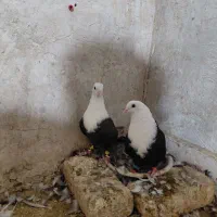جفت کلاغ کربلایی