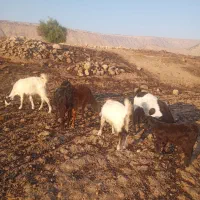 سلام تعداد چهار راس بز