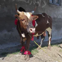 ورزا کوله