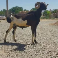 قوچ چینی