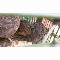 بلدرچین نر و ماده فوری