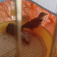 جوجه قناری