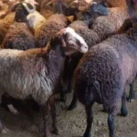 گوسفند نر