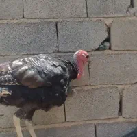 فروش غاز و بوقلمون به شرط