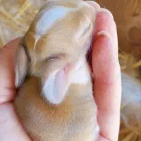 خرگوشی|موش و خرگوش|سیرجان, |دیوار