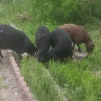 گوسفند زنده