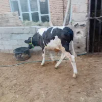 گوساله نر