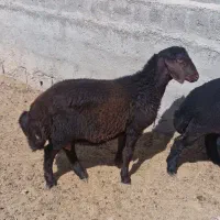 بره قوچ همو وزن حدودا ۴۰ کیلو