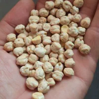 نخود گوکسو روانسر