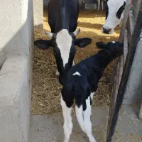 30راس گاو گوساله