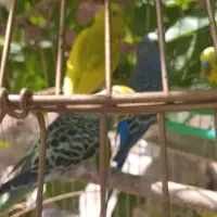 چند جفت مرغ عشق کارداده زیبا ۵۰۰