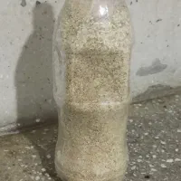 بذر درجه یک