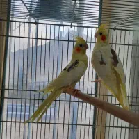 پرنده سرای امیر عروس هلندی طوطی برزیلی سیره