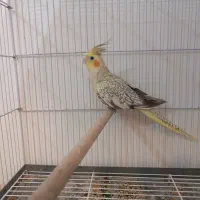 عروس هلندی ماده